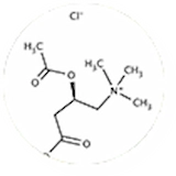 N-Acetyl L-Carnitine (ALC)